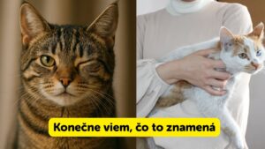 Čo znamená, keď na vás vaša mačka žmurká? Znamená to dôležitú vec