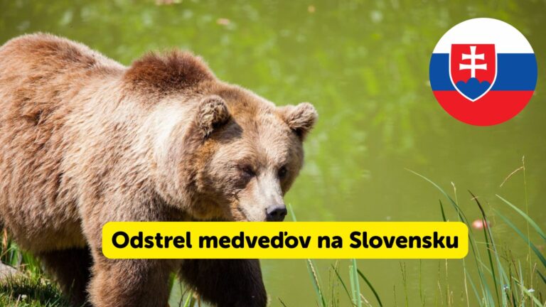 Odstrel medveďov na Slovensku môže spôsobiť problémy aj v Poľsku, varuje poľský biológ