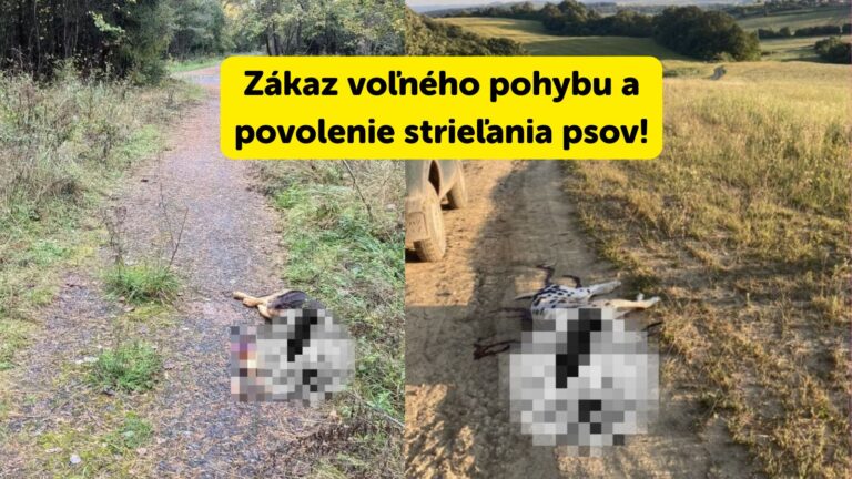 AKTUALITA: Nový zákon o poľovníctve môže ohroziť Psíkov: Zákaz voľného pohybu a povolenie strieľania psov!
