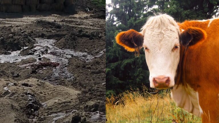 Video z Maďarska POBÚRILI SLOVÁKOV. Tekutiny z pochovaného dobytka vytekajú na povrch.