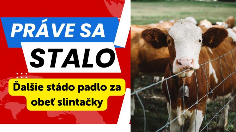 AKTUALITA: Veterinári začali likvidáciu: V Jurovej utratia stovky býkov nakazených slintačkou a krívačkou