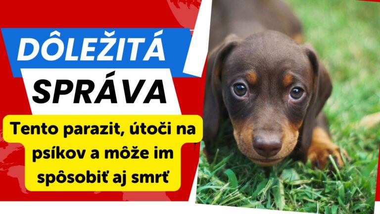 Slovenskí psíčkari POZOR: Tento parazit, útoči na psíkov a môže im spôsobiť aj smrť