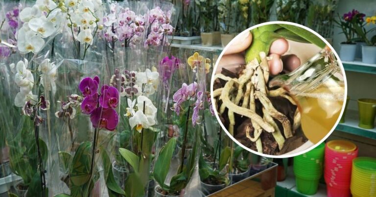ZÁZRAK PRE ORCHIDEU: Vďaka tomuto hnojivu rastie rýchlejšie, je silnejšia a kvitne ako nikdy predtým!