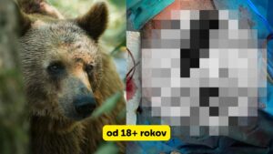 Kuffa zverejnil drsné fotky po útoku medveďa: „Radšej konflikt s Bruselom ako ďalší pohreb! Progresívci škodia Slovensku!“