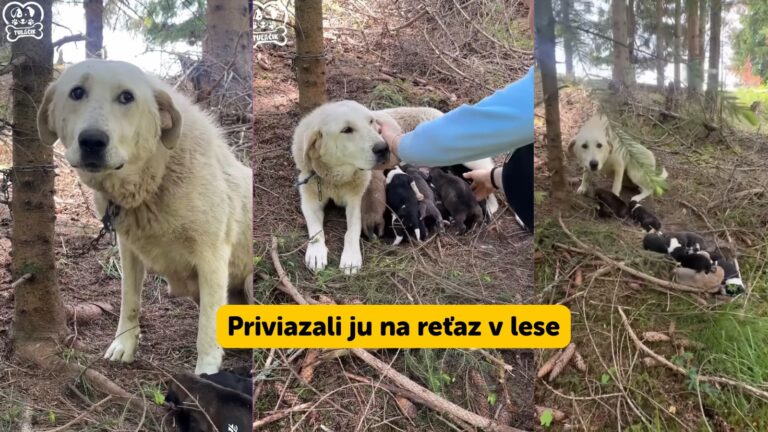 VIDEO: Zúfalý plač z lesa: Fenka PSÍKA v reťaziach a desať šteniatok opustených pri nej! Ľudia hovoria o krutosti
