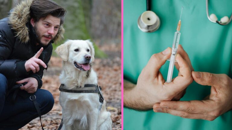 Rastie počet majiteľov, ktorí odmietajú očkovanie a čipovanie psov. Veterinári varujú. Ohrozujú všetkých