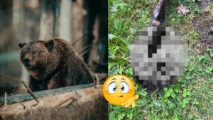 MIMORIADNE: Znepokojujúci nález v prírode: Pri chodníku našli odseknutú medvediu labu