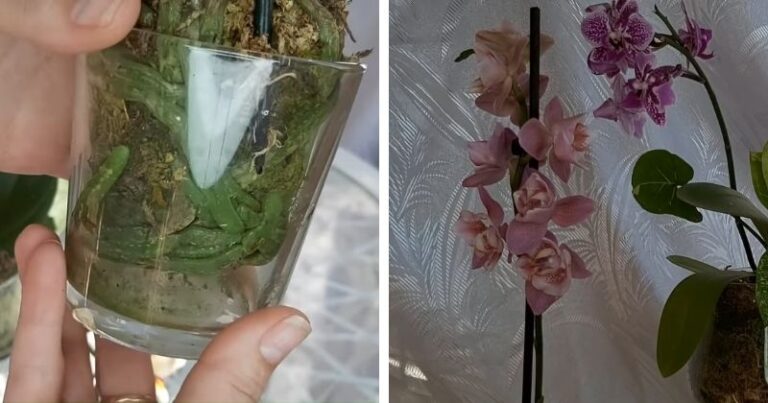 ZABUDNITE NA KÔRU! Tento TRIK s machom premení vašu orchideu na explóziu rastu!