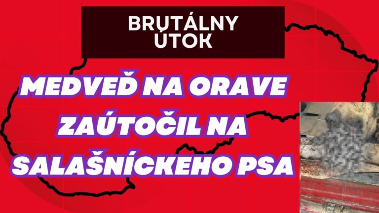 FOTO: KRVAVÝ ÚTOK MEDVEĎA NA ORAVE: Pes chránil stádo, skončil s ROZTRHNUTÝM JAZYKOM!