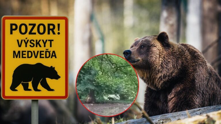 VAROVANIE: V tejto obci sa podarilo natočiť medveďa. ĽUDIA MUSIA ZVÝŠIŤ opatrnosť