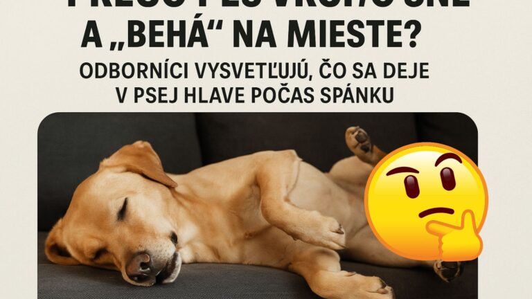 Prečo pes vrčí vo sne a „behá“ na mieste? Odborníci vysvetľujú, čo sa deje v psej hlave počas spánku
