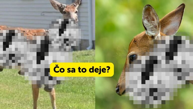 STALO SA: JELENE zaplavujú zvláštne ZMUTOVANÉ výrastky: odborníci varujú pred šíriacim sa vírusom