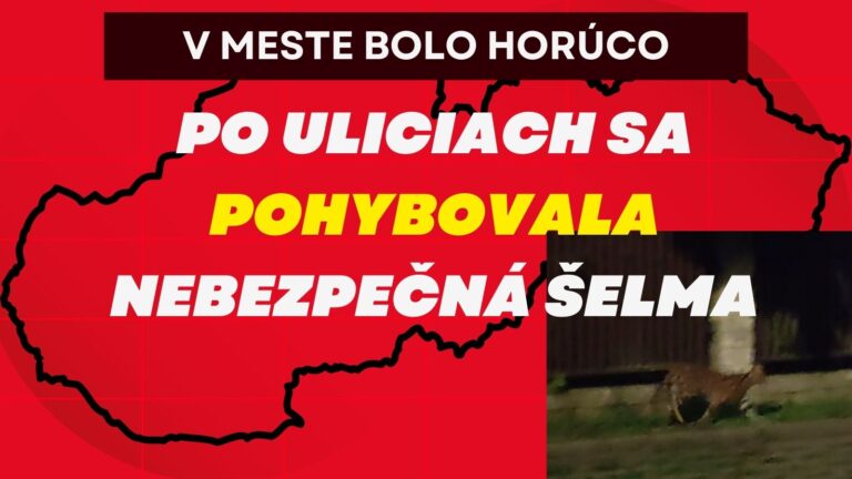 DIVOKÁ NOC: Svidníkom sa túlala AFRICKÁ ŠELMA, VIDEO mrazí. Odkiaľ ušla?