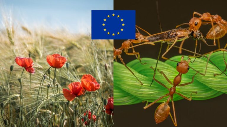 Európa v OHROZENÍ?! Najagresívnejší hmyz sveta sa už dostal k nám!