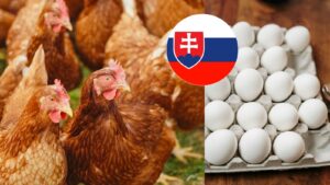 ZMENY, ktoré pocíti každý: Supermarkety prechádzajú na nové vajcia – viete, čo to znamená?
