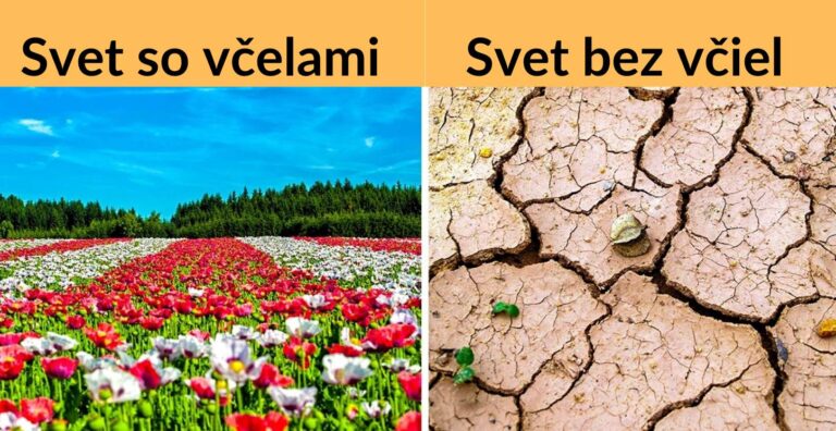 Prečo sú včely dôležité: Čo robiť aby sme zabránili ich vyhynutiu? Tieto veci robia včely a ľudia o nich ani netušia